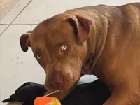 Cachorro raça Pit-Bull idade 7 a 11 meses nome Zeus 