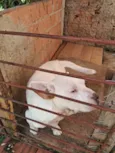 Cachorro raça SRD-ViraLata idade 6 ou mais anos nome whait