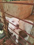 Cachorro raça SRD-ViraLata idade 6 ou mais anos nome whait