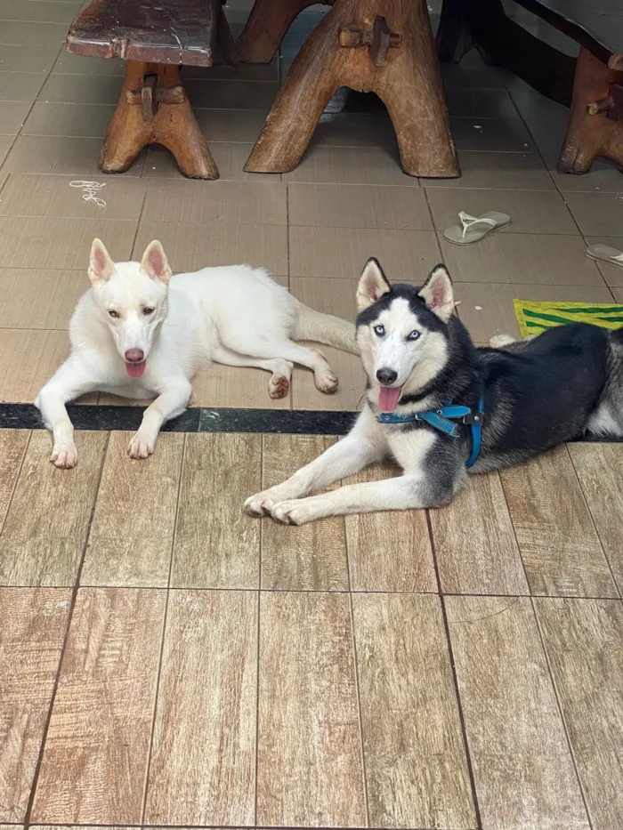 Cachorro raça Husky Siberiano idade 4 anos nome Alaska e Revoada