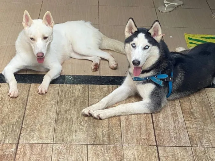 Cachorro raça Husky Siberiano idade 4 anos nome Alaska e Revoada