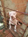Cachorro raça SRD-ViraLata idade 6 ou mais anos nome whait