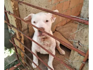 Cachorro raça SRD-ViraLata idade 6 ou mais anos nome whait