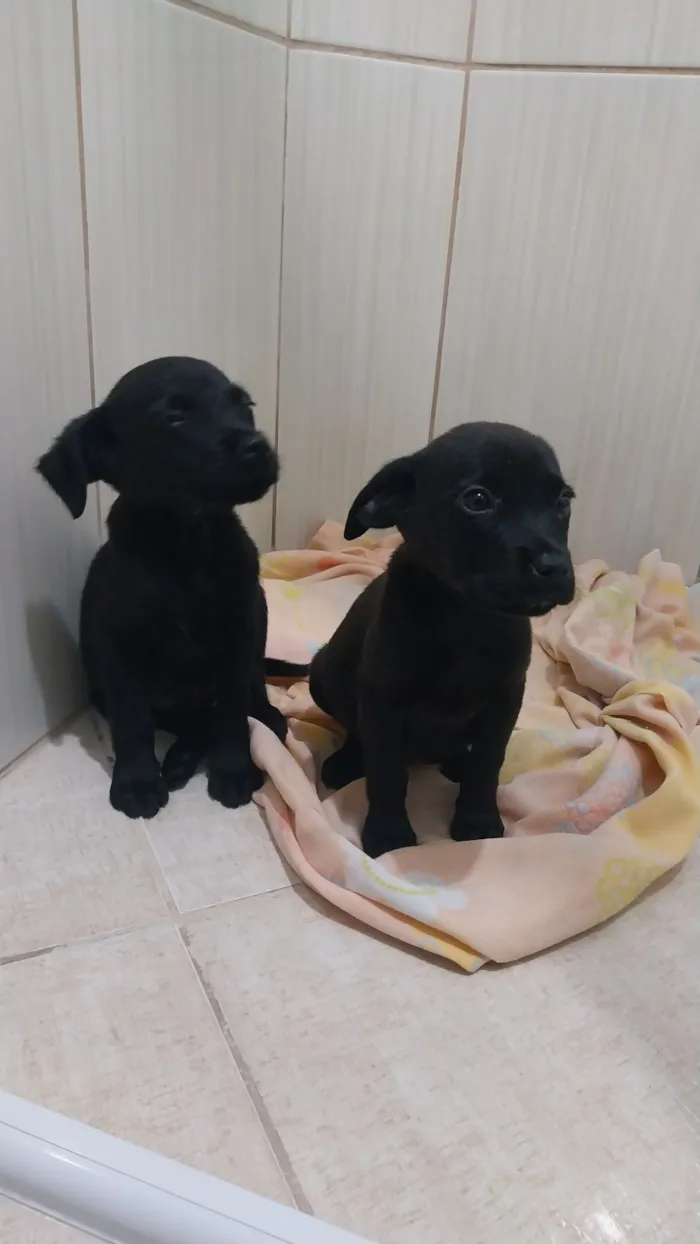 Cachorro raça SRD-ViraLata idade 2 a 6 meses nome JUNINHO E Dara