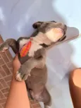 Cachorro raça Pit-Bull idade 1 ano nome Zeus