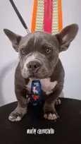 Cachorro raça Pit-Bull idade 1 ano nome Zeus