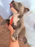 Cachorro raça Pit-Bull idade 1 ano nome Zeus