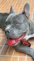 Cachorro raça Pit-Bull idade 1 ano nome Zeus