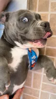 Cachorro raça Pit-Bull idade 1 ano nome Zeus