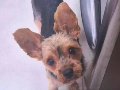 Cachorro raça Yorkshire idade 2 anos nome Paçoca