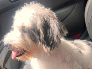 Cachorro raça Shitzu idade 3 anos nome Bob