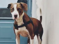 Cachorro raça Pit-Bull idade 7 a 11 meses nome Thor