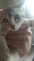 Gato raça SRD-ViraLata idade 2 a 6 meses nome Sem nome