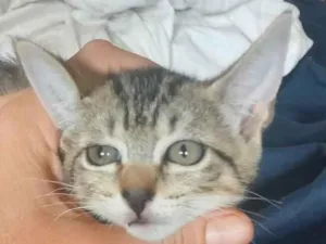 Gato raça SRD-ViraLata idade 2 a 6 meses nome Sem nome