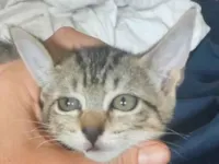 Gato raça SRD-ViraLata idade 2 a 6 meses nome Sem nome