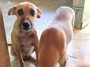 Cachorro raça SRD-ViraLata idade 2 a 6 meses nome Sem nome ainda 