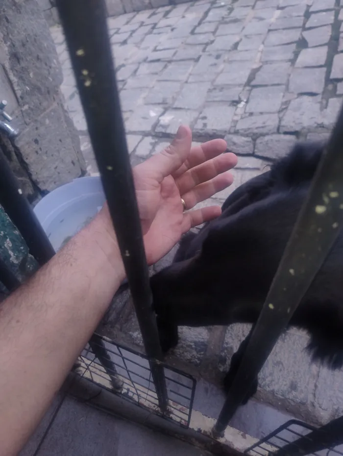 Cachorro raça SRD-ViraLata idade 2 a 6 meses nome Negresco