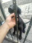Cachorro raça SRD-ViraLata idade 2 a 6 meses nome Negresco