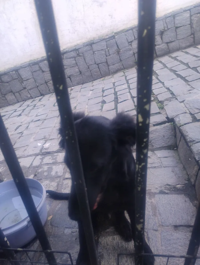 Cachorro raça SRD-ViraLata idade 2 a 6 meses nome Negresco
