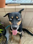 Cachorro raça Rottweiler idade 2 anos nome Desconhecido