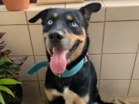 Cachorro raça Rottweiler idade 2 anos nome Desconhecido