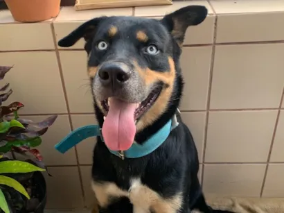 Cachorro raça Rottweiler idade 2 anos nome Desconhecido