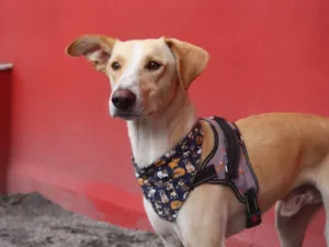 Cachorro raça SRD-ViraLata idade 2 anos nome Apóllo 