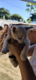 Gato raça SRD-ViraLata idade 2 a 6 meses nome .....