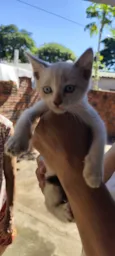 Gato raça SRD-ViraLata idade 2 a 6 meses nome .....