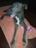 Cachorro raça SRD-ViraLata idade 4 anos nome ADRIANA MARIA DE MOURA