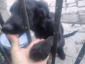 Cachorro raça SRD-ViraLata idade 2 a 6 meses nome Negresco