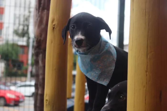 Cachorro raça SRD-ViraLata idade Abaixo de 2 meses nome Max