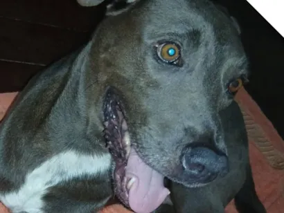 Cachorro raça SRD-ViraLata idade 4 anos nome ADRIANA MARIA DE MOURA