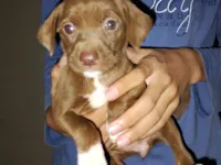Cachorro raça SRD-ViraLata idade 2 a 6 meses nome Kika