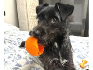 Cachorro raça SRD-ViraLata idade 7 a 11 meses nome Amora