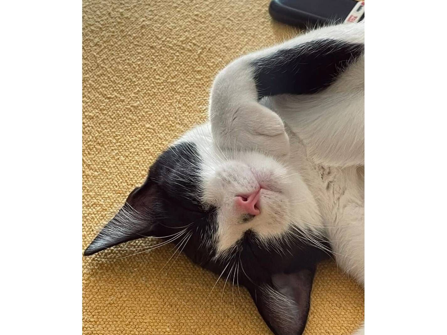 Gato raça SRD-ViraLata idade 2 a 6 meses nome Amy