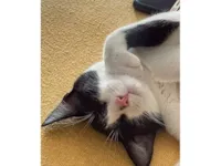 Gato raça SRD-ViraLata idade 2 a 6 meses nome Amy