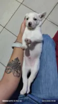 Polenguinho