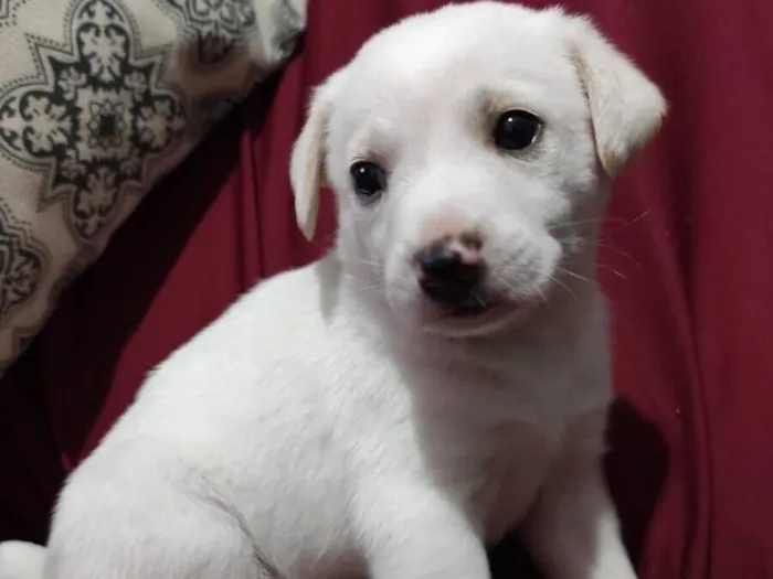Cachorro raça SRD-ViraLata idade 2 a 6 meses nome Polenguinho