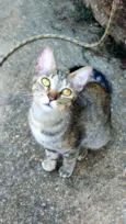 Gato raça SRD-ViraLata idade 1 ano nome Yzma