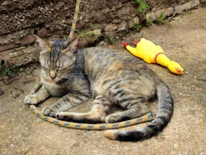 Gato raça SRD-ViraLata idade 1 ano nome Yzma