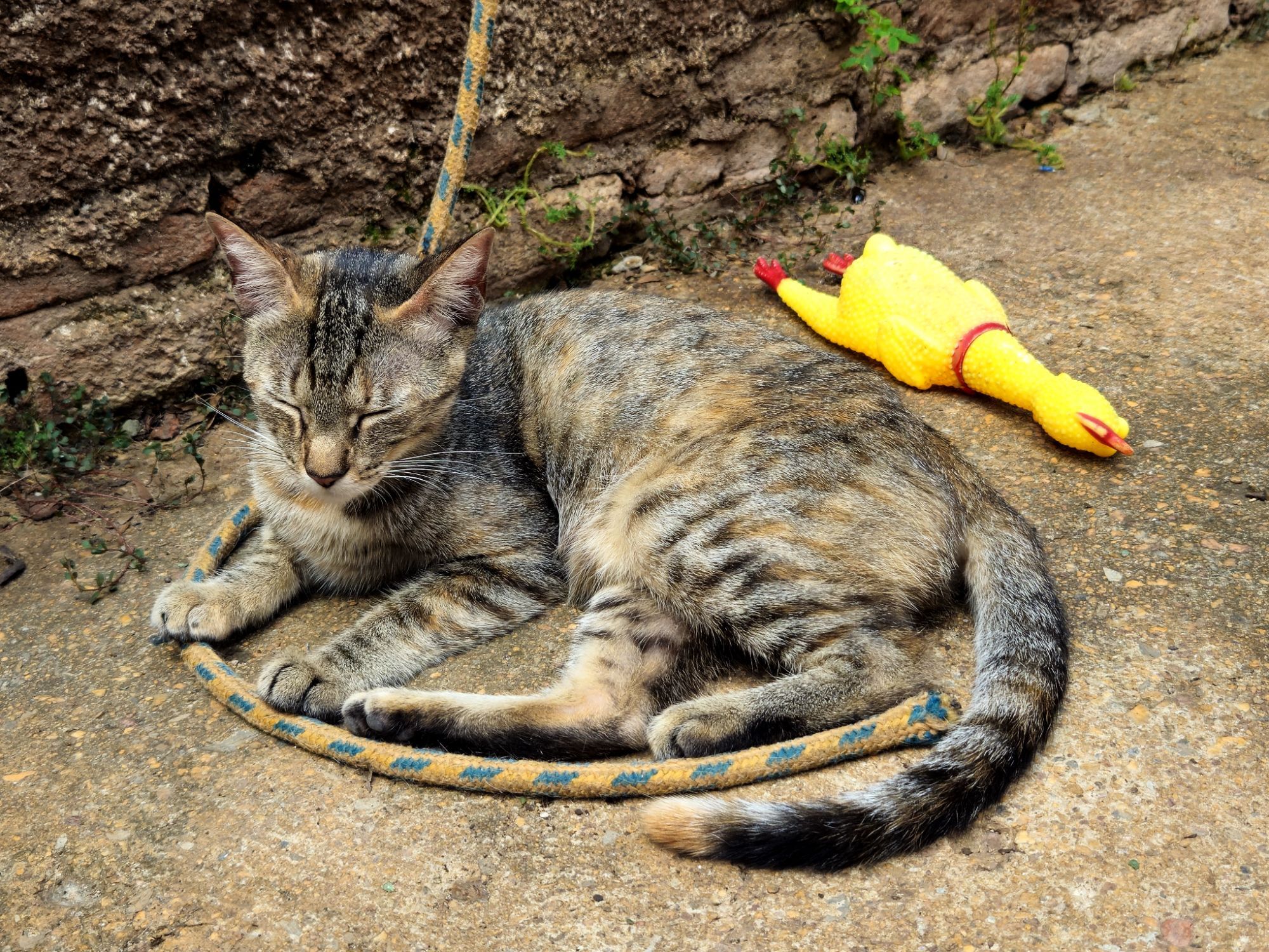 Gato raça SRD-ViraLata idade 1 ano nome Yzma