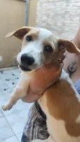 Cachorro raça SRD-ViraLata idade 2 a 6 meses nome Paçoca 