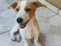 Cachorro raça SRD-ViraLata idade 2 a 6 meses nome Paçoca 