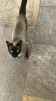 Gato raça Siamês idade 2 a 6 meses nome GATO SEM NOME