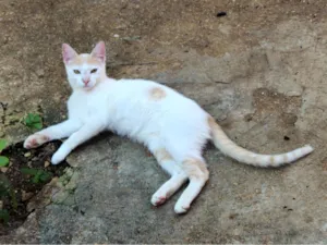 Gato raça SRD-ViraLata idade 2 a 6 meses nome Chucrutes 