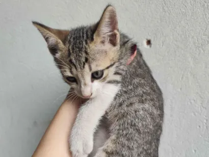 Gato raça SRD-ViraLata idade 2 a 6 meses nome ......