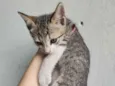 Gato raça SRD-ViraLata idade 2 a 6 meses nome ......