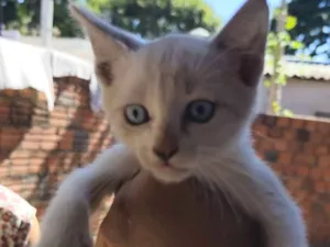 Gato raça SRD-ViraLata idade 2 a 6 meses nome .....