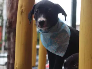 Cachorro raça SRD-ViraLata idade Abaixo de 2 meses nome Max